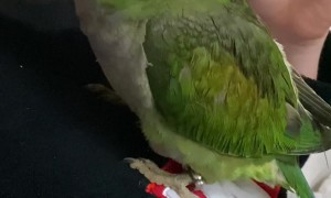 Parrot Gets Cranky and Barks like a Dog