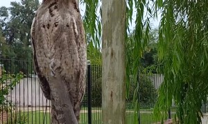 Bird Camouflages on Branch