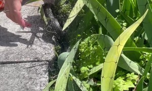 Freeing A Snake From Garden Netting