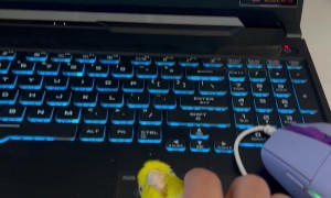 Who Needs A Computer Mouse When You Have A Parrot?