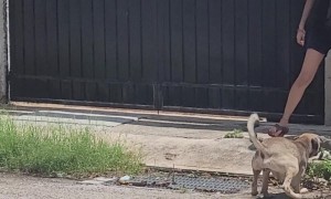 Live Action Chew Toy