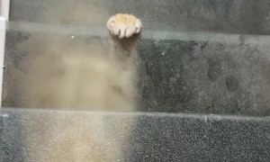 Minimishi The Independent Cat