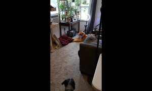 Theodore Doesn't Want To Coexist With Stuffed Tiger