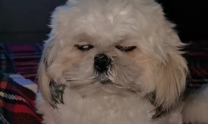 Sleepy Standing Doggo