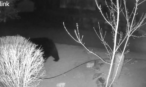 Bear Makes Itself At Home In Backyard