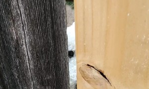 Custom Made Doggie Cheese Hole