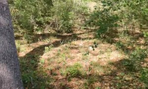 Fence Confuses Baby Deer