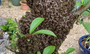 Honey Bee Swarm In The Garden