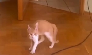 Hopping Klutzy Kitty