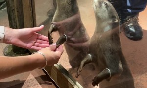 Holding Hands With Otters at the Dubai Aquarium
