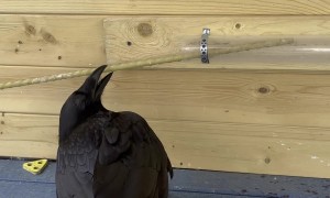 Clever Raven Solves Puzzle