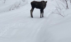 Moose Calf Encountered on Trail