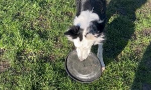 Border Collie's Frisbee Tennis Ball Conundrum