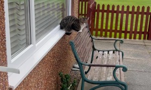 Cat With Abs of Steel