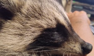 Raccoon Purrs While Cuddling With Caretaker
