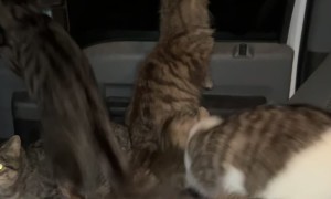 Coming Back to Find Your Truck Filled With Cats
