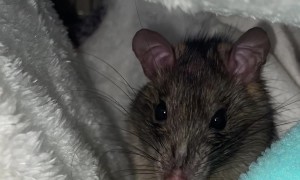 Cranky Rat Isn't Charmed By Noodle Treat