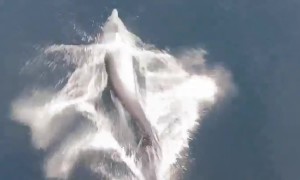 Playful Dolphin Swims in Front of Boat