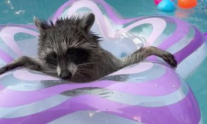 Raccoon Plays With Pool Floatie
