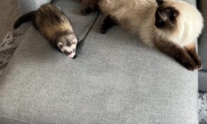 Cat Gives Chase to Toy-Stealing Ferret