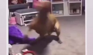 High-energy pup has the funniest case of zoomies 