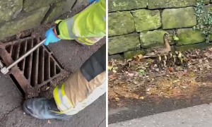 Firefighters rescue 7 ducklings from storm drain   