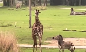 Playful tiny zebra has a blast playing with tall giraffe 