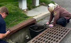 Police rescue 10 ducklings from storm drain
