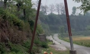 Dog's hilarious overreaction to moving branch 