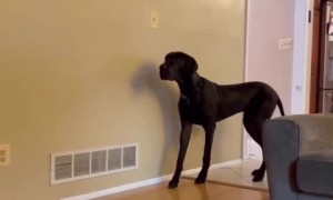 Great Dane hilariously turns on stealth mode
