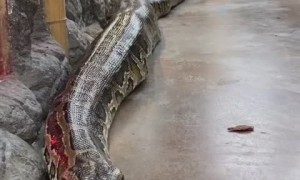 Giant Burmese python is a jaw-dropping 20 feet long!