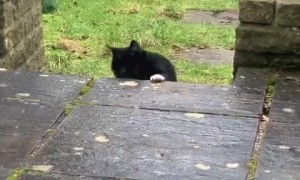 Cat adorably finds a way to climb ledge