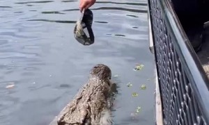 Man captures jaw-dropping footage of the largest crocodile