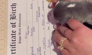 Adorable baby pup leaves paw prints on her birth certificate