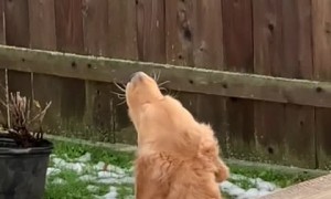 Firetruck siren sends Golden Retriever into howling frenzy