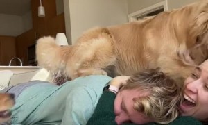 Jealous pups want to cuddle too!