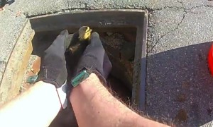 Police officers rescue ducklings from sewer grate