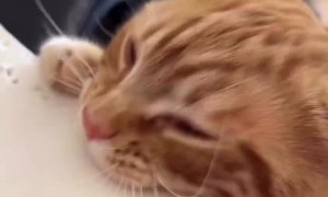 Who needs a hole puncher when you have this kitty?