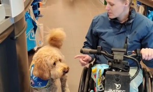 Service dog flawlessly performs duties at grocery store