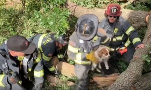 Firefighters rescue trapped dog after tree collapse