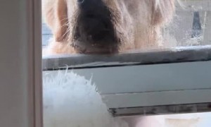 Clingy pup just wants his owner's attention 