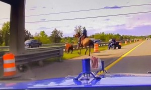 State Police help rescue cow on a highway