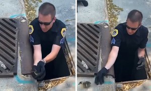 Police officer rescues ducklings from storm drain