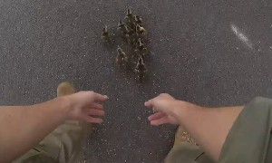 Police stop traffic to help ducklings cross road