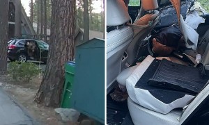 Police rescue curious bear trapped inside car