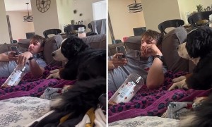 Snackish dog adorably tries to get owner's attention