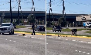 Police officer helps mama duck and her ducklings across the street