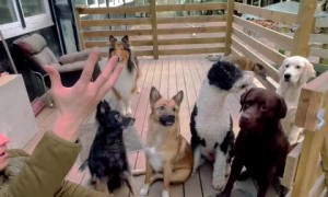 Dude  leaves dogs puzzled with hilarious tennis ball prank