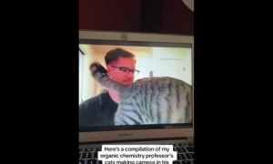 Compilation of professor's cats photobombing lectures