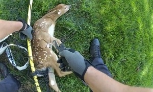 Police rescue fawn tangled in backyard soccer net